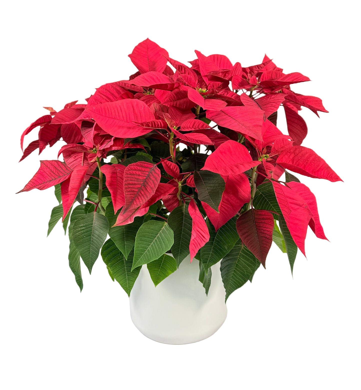 6 Inch Red Poinsettia in Ceramic