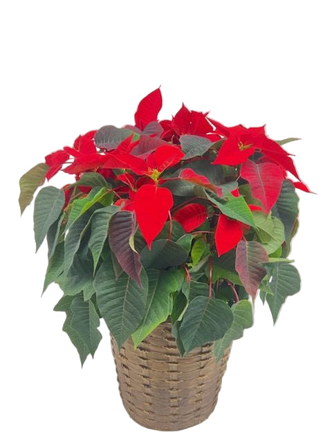 10" Red Poinsettia In a Basket