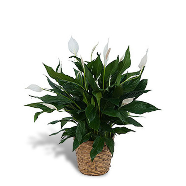 Peace Lily Plant in Basket 8"