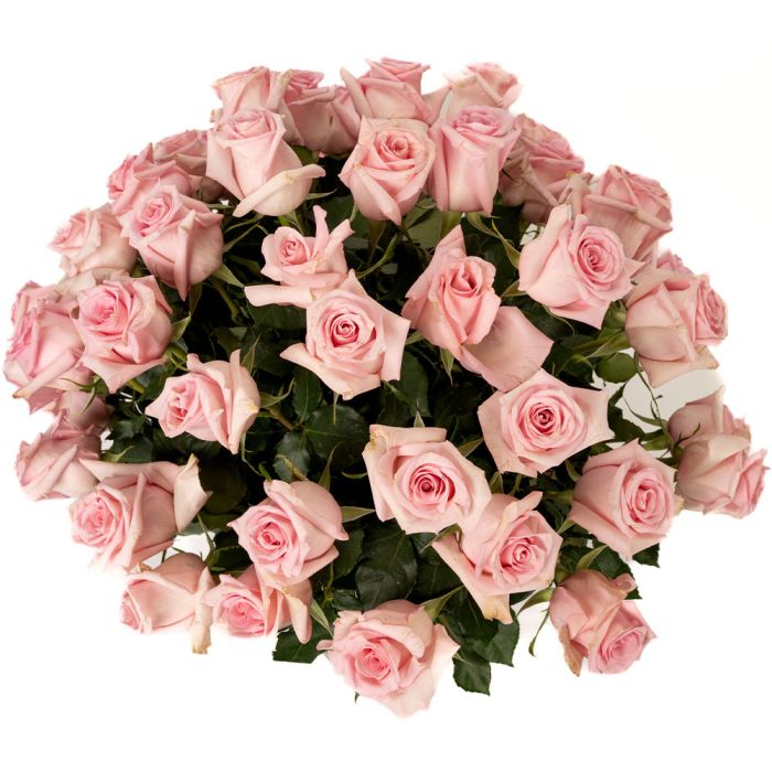 Four Dozen Soft Pink Long Stem Roses