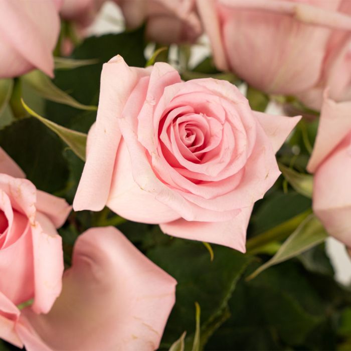 Four Dozen Soft Pink Long Stem Roses