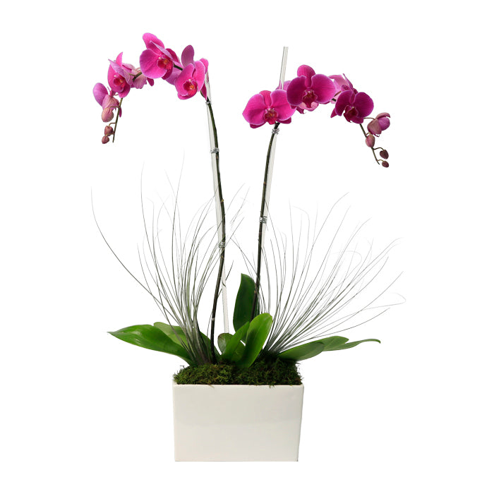 Beautiful pink orchid arrangement in a sleek white pot with decorative greenery. Perfect for enhancing any space.