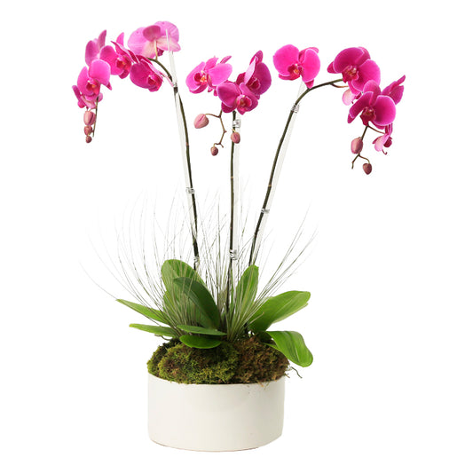 Vibrant pink orchid plant in a white pot with lush moss and decorative grasses, perfect for home decor.