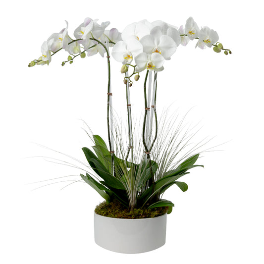 Elegant white orchid arrangement in a stylish pot, perfect for home or office décor.