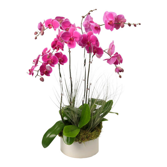 Vibrant pink orchid arrangement in an elegant pot, perfect for home or office decoration.