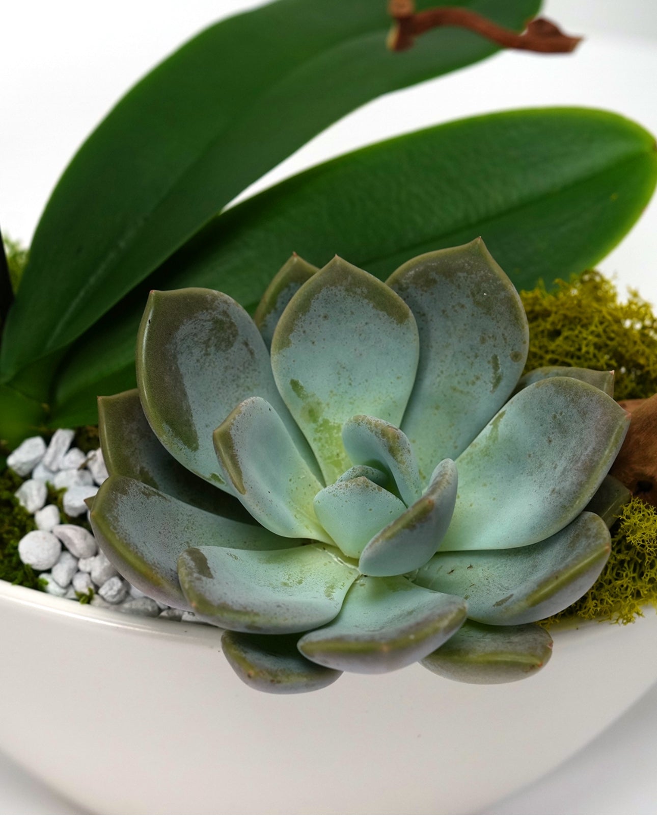All Plants