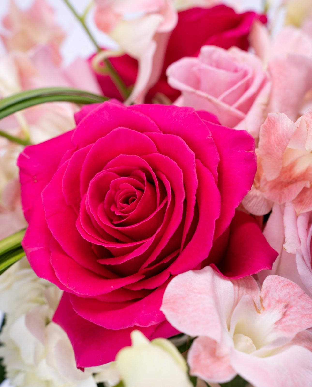 Roses