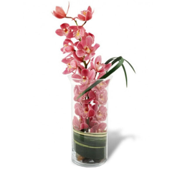 Orchids