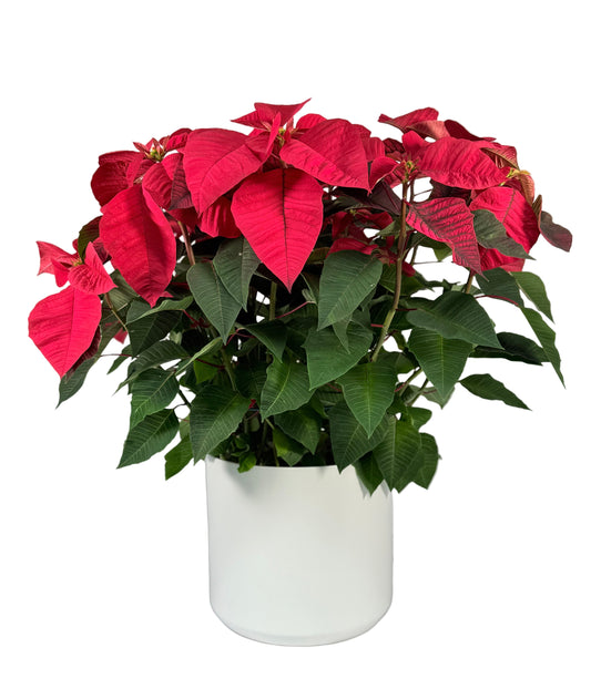 10 Inch Red Poinsettia in Ceramic