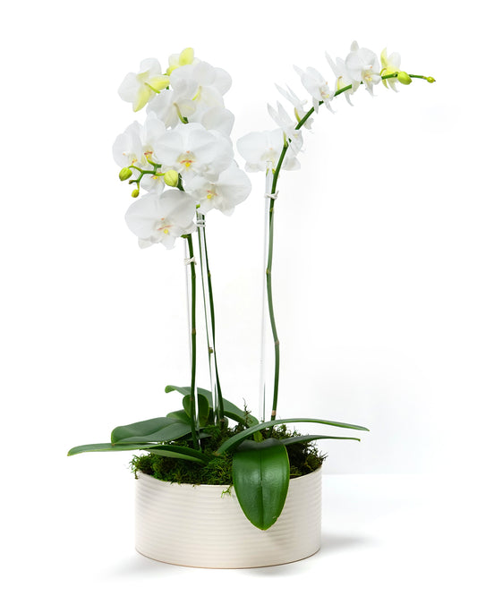 Petite Orchid Trio