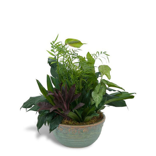 Dish Garden Ceramic Large