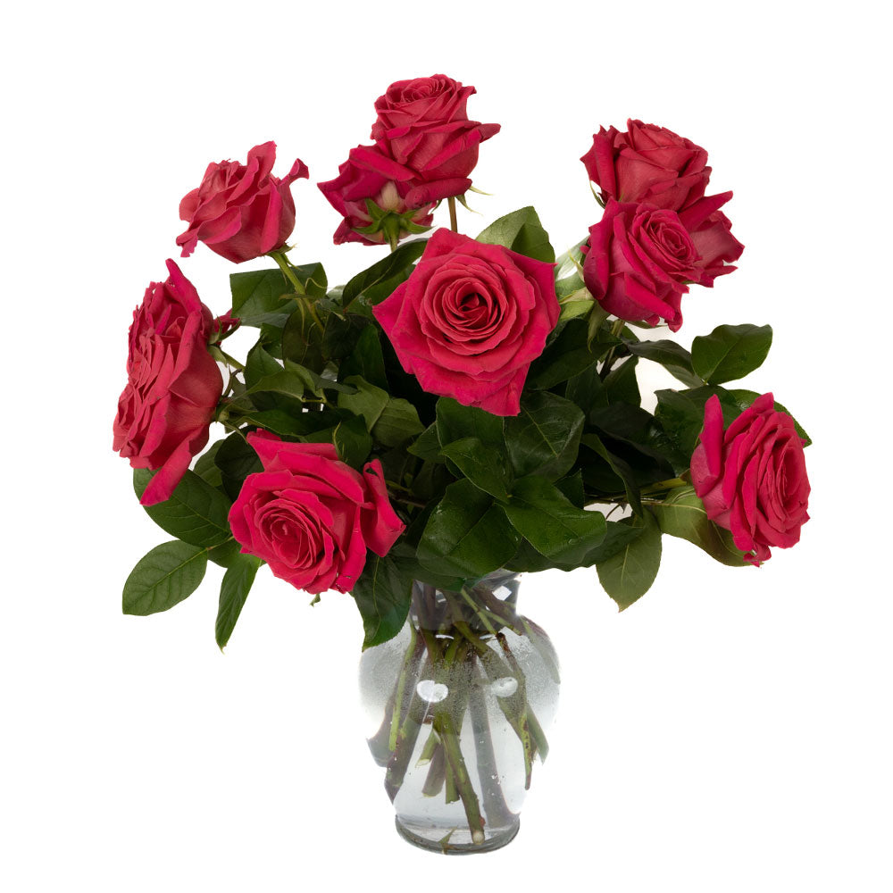 One Dozen Hot Pink Long Stem Roses