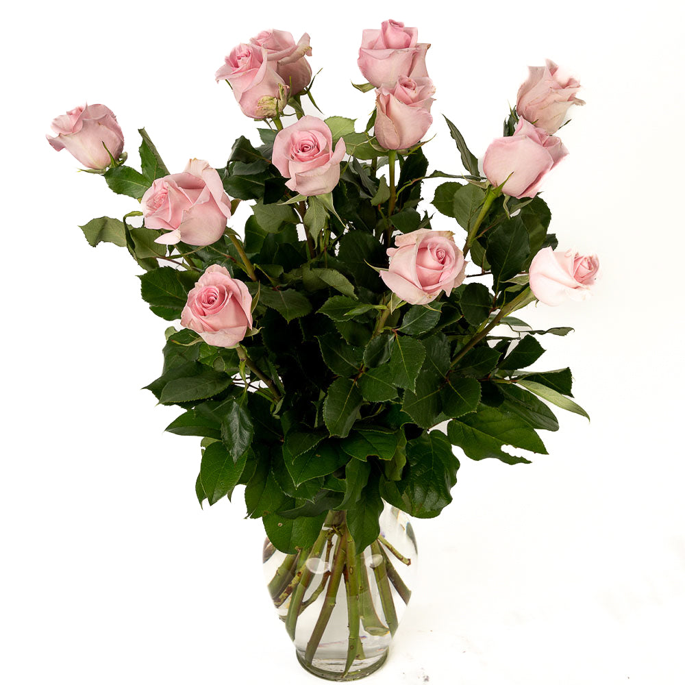 One Dozen Soft Pink Long Stem Roses