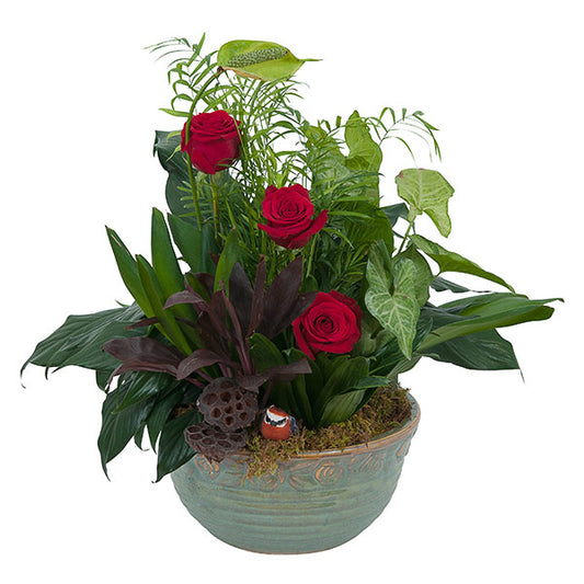 Rosy Dish Garden Premium