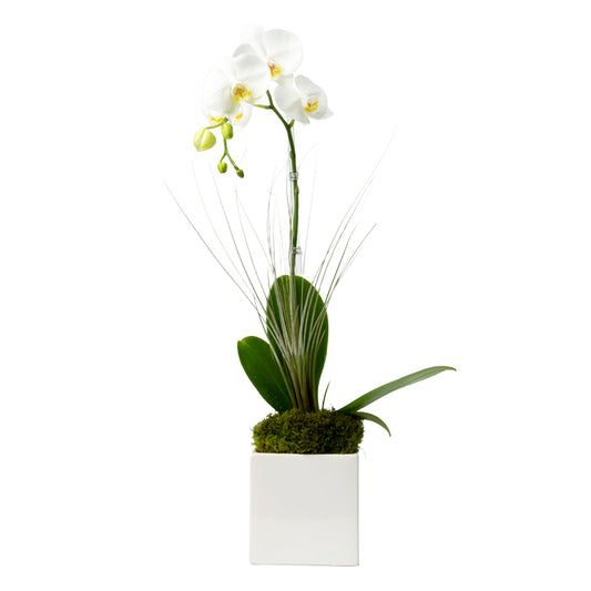Single Stem White Phalaenopsis Orchid