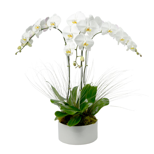 Triple Stem White Phalaenopsis Orchid