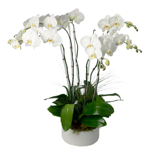 Six Stem White Phalaenopsis Orchid